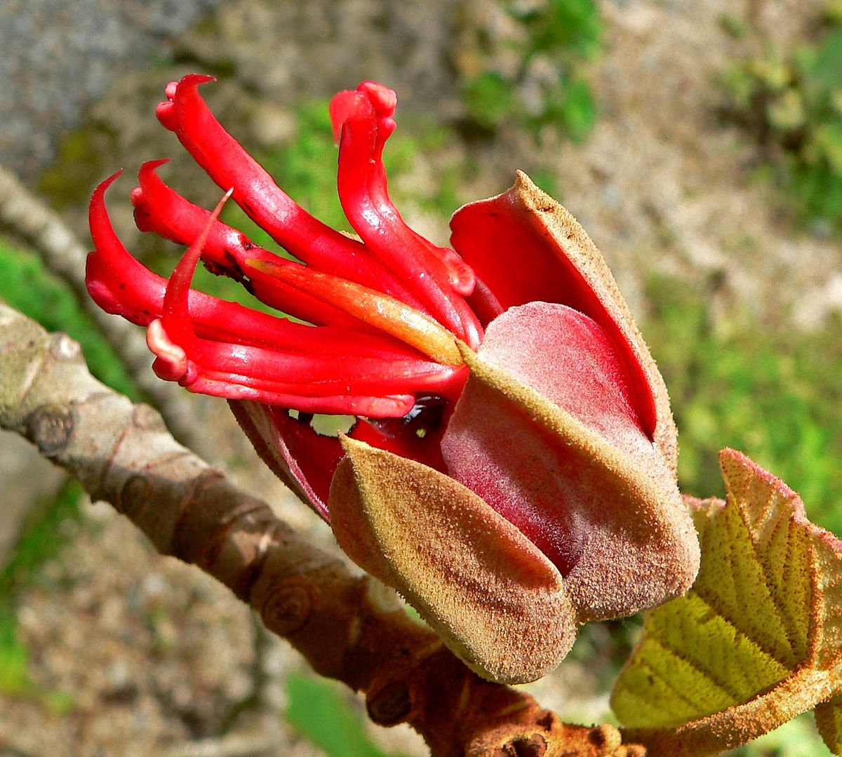 Flor De Manita