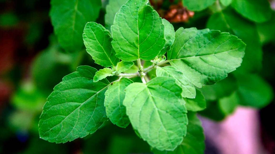 Sacred Basil