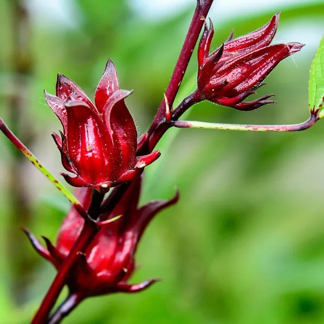 Hibiscus