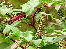 Poke Root