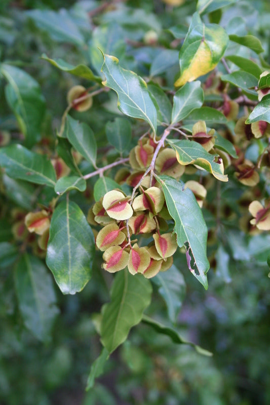 Kinkeliba (Seh-haw)