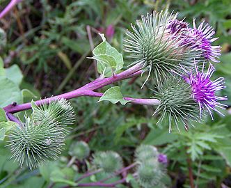 Burdock Root