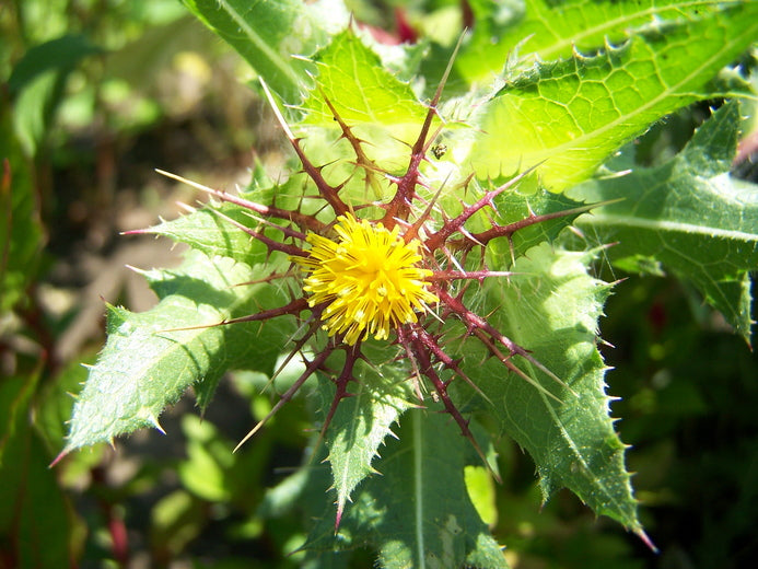 Blessed Thistle