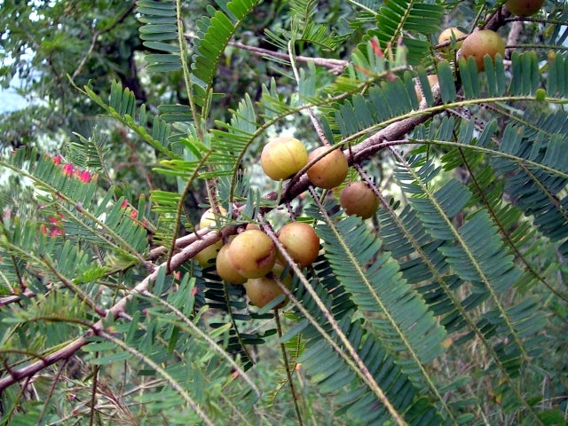 Amla Berry Powder