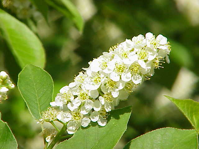 PURON (PRUNUS OCCIDENTALIS)