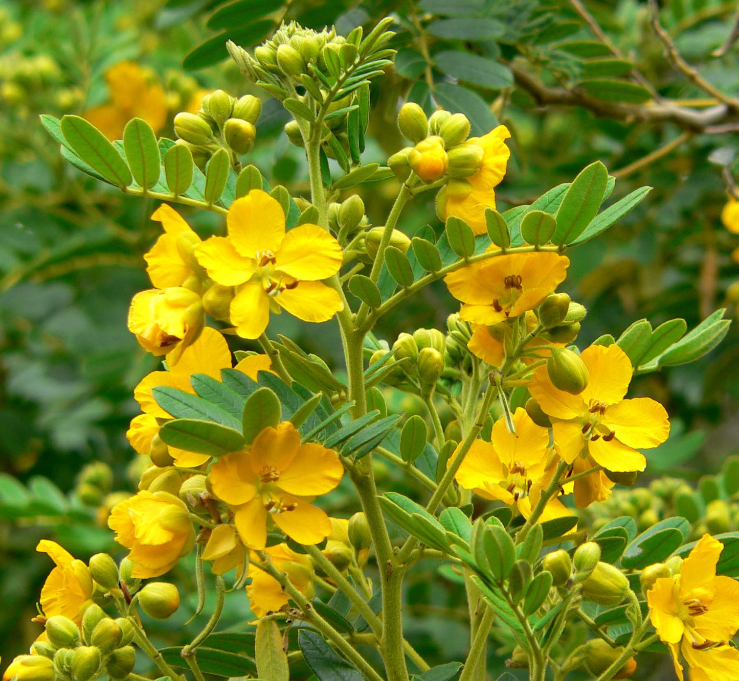 Senna Leaf