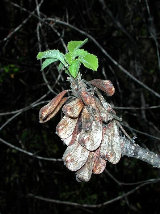 Cuachalalate