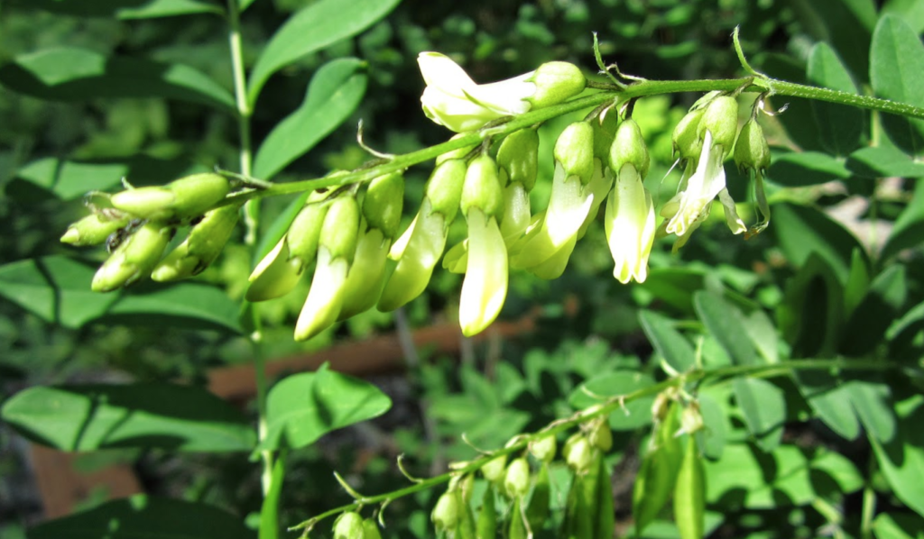 Astragalus