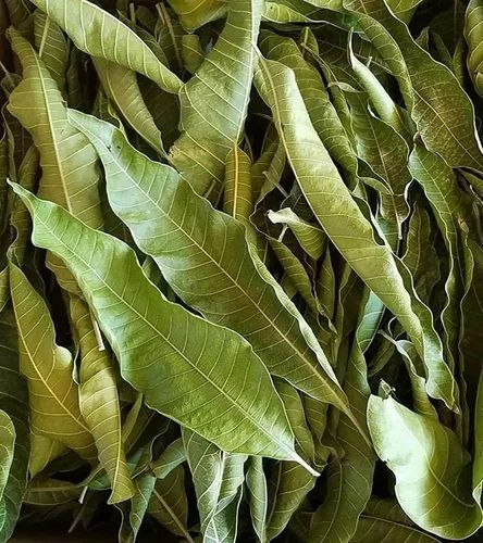 Mango Leaf