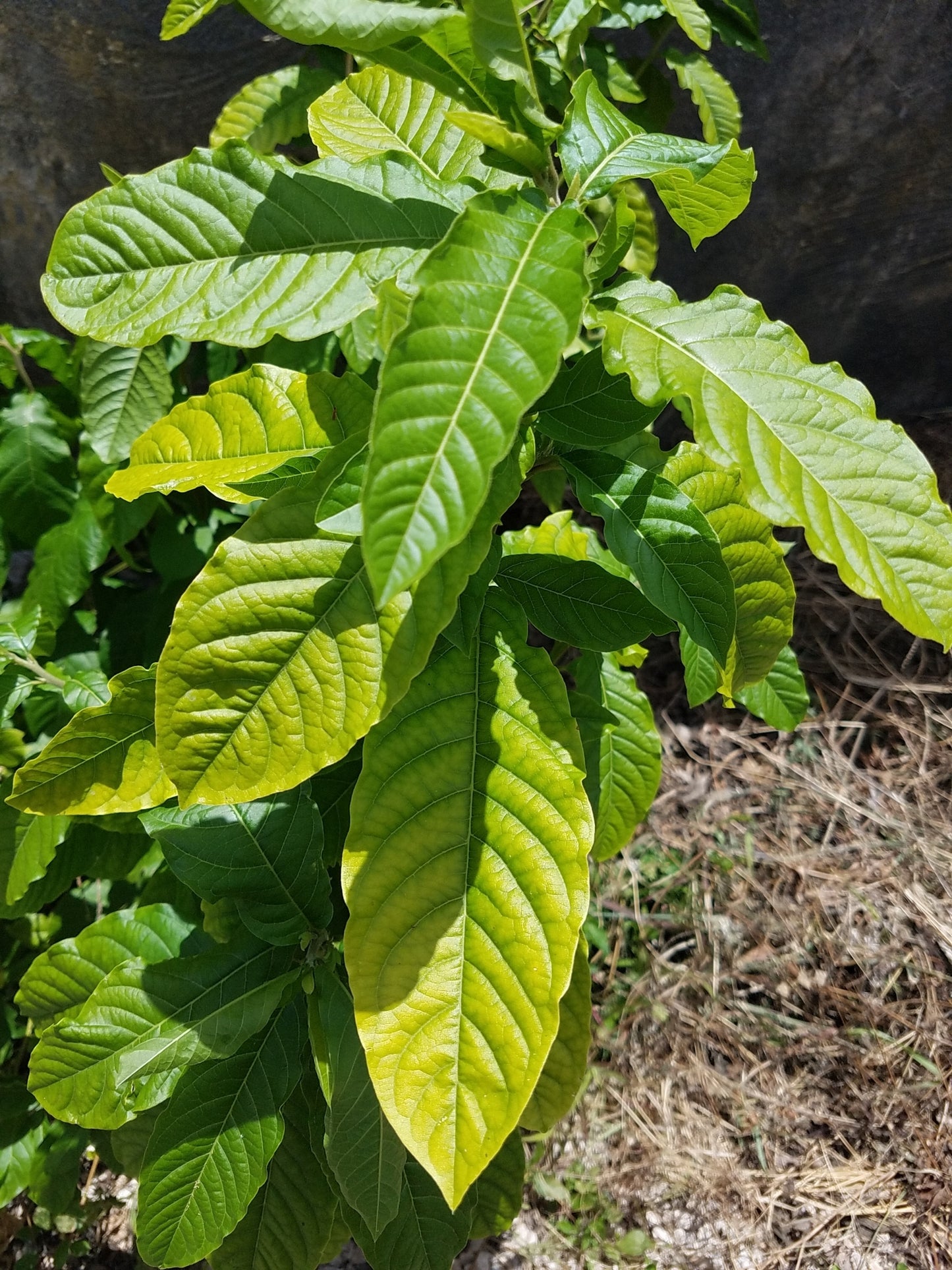 Anamu Powder/Guinea Hen Weed