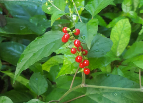 Dog Blood Bush