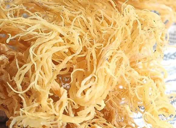 Gold Sea Moss