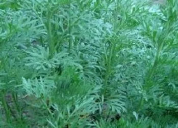 Wormwood