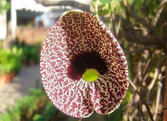 Lt Gen Satish Dua 🇮🇳 on Instagram: Duck flower, a.k.a, the pelican  flower, is a deciduous vine with one of the world's largest flowers that  emits an odor that smells like rotting