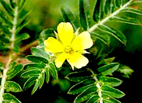 Tribulus Terrestris