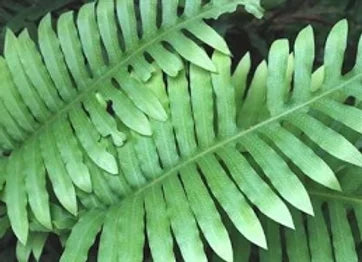 Kalawalla