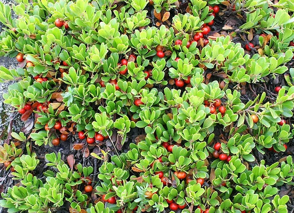 Uva Ursi