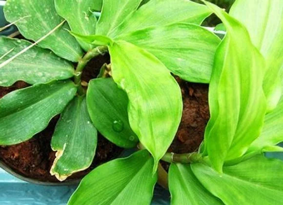 Insulin Plant