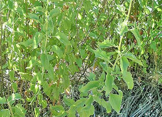 Prodigiosa