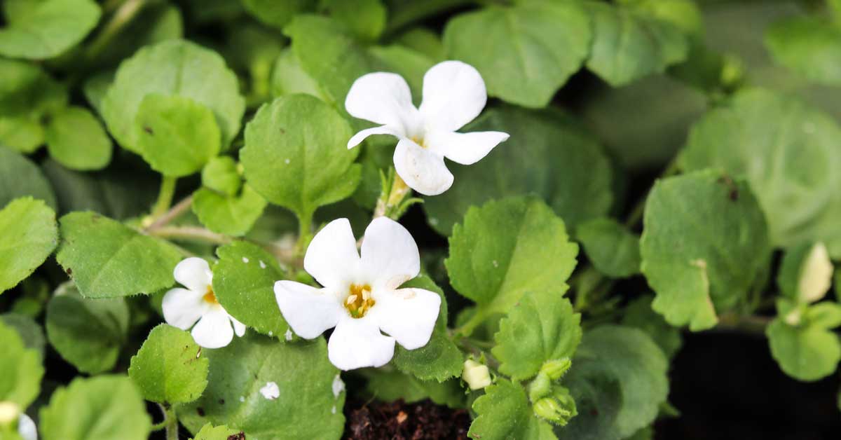 Bacopa leaf powder