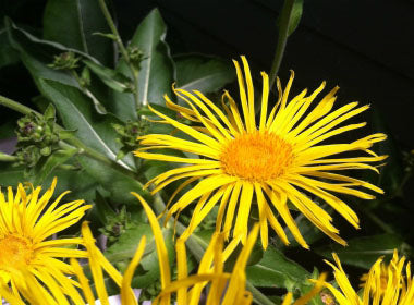 Elecampane