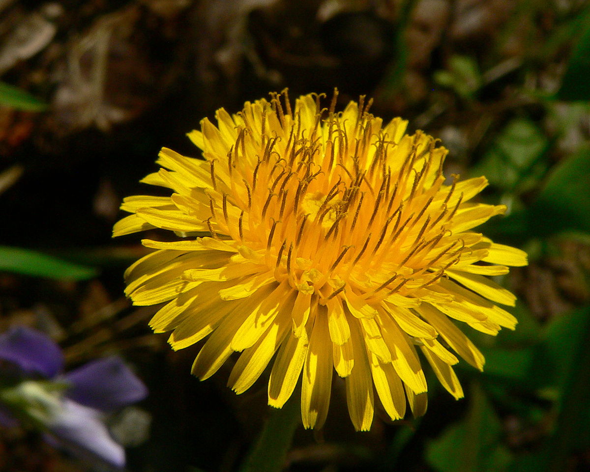 Dandelion Root