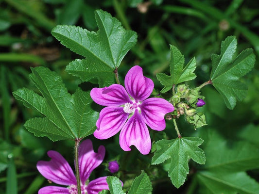 Malva/Mallow Leaf