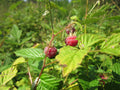 Red Raspberry