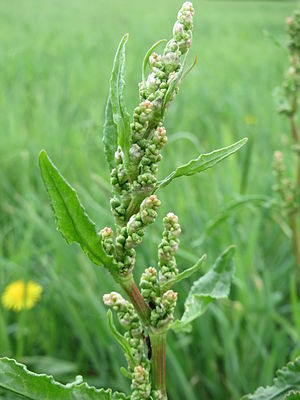 Yellow Dock Root