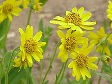 Arnica