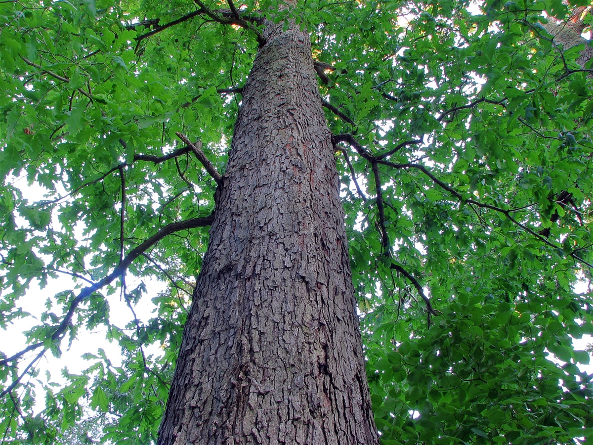 White Oak Bark