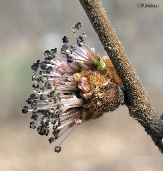 Slippery Elm