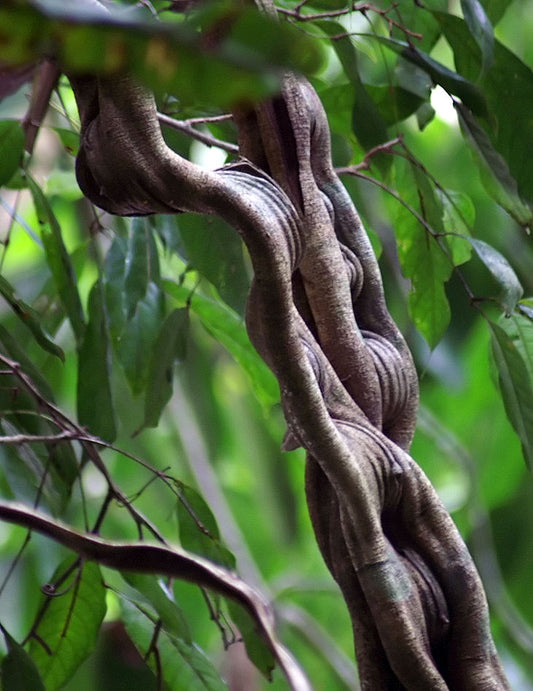 MONKEY LADDER VINE