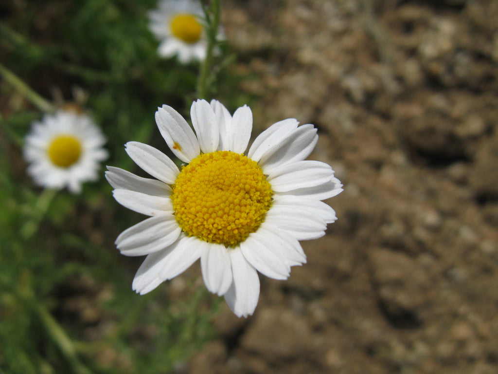 Egyptian Chamomile