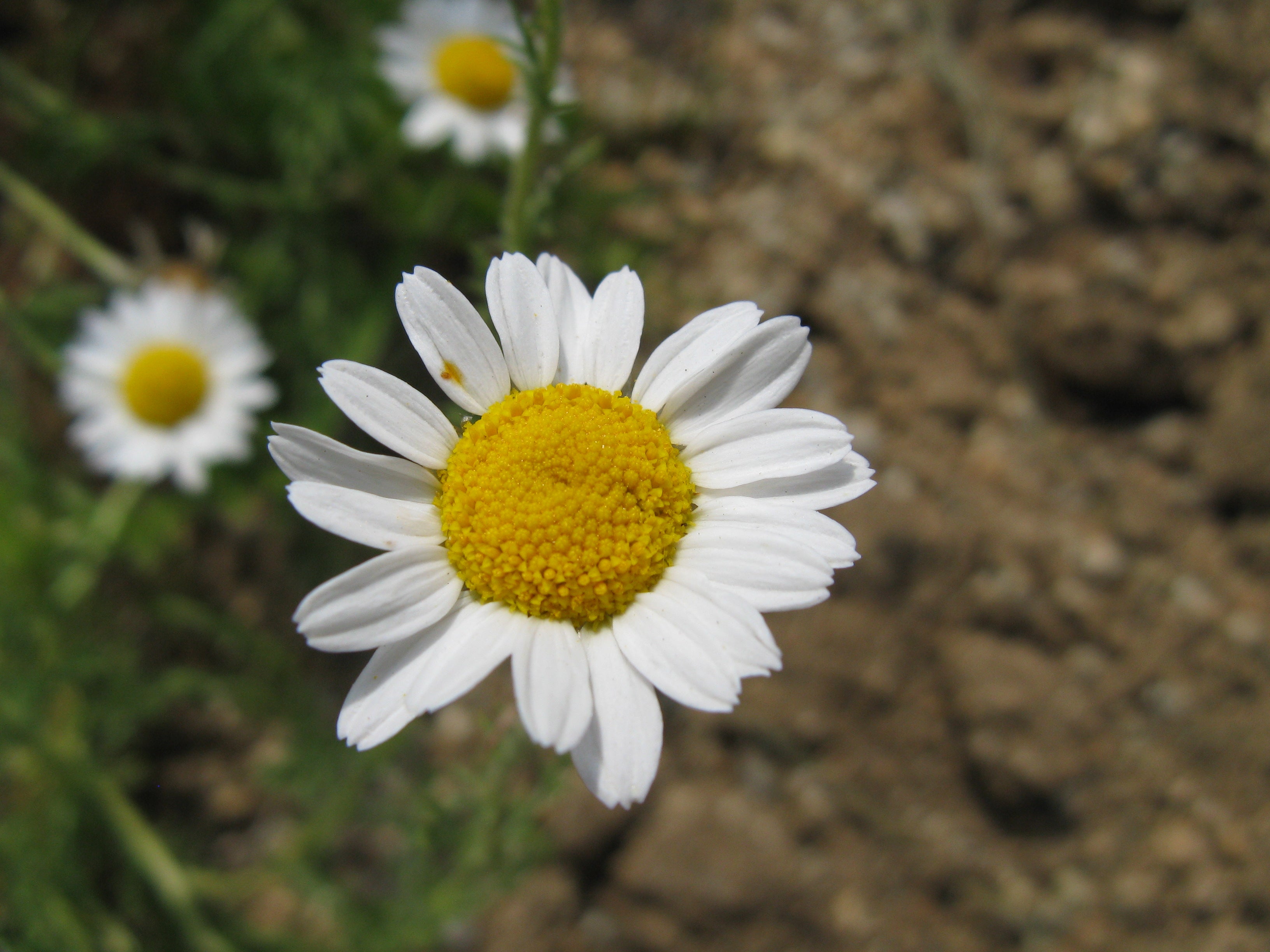 Egyptian Chamomile