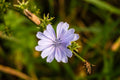 Chicory Root