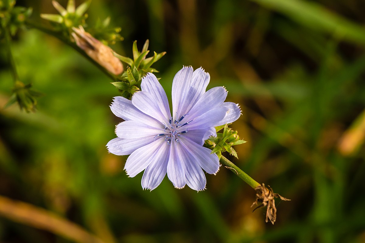 Chicory Root