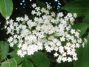 Elderflower