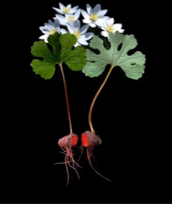 Blood Root