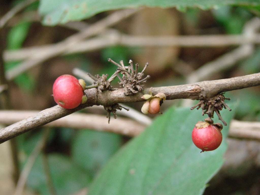 Capadula Bark