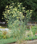 Fennel