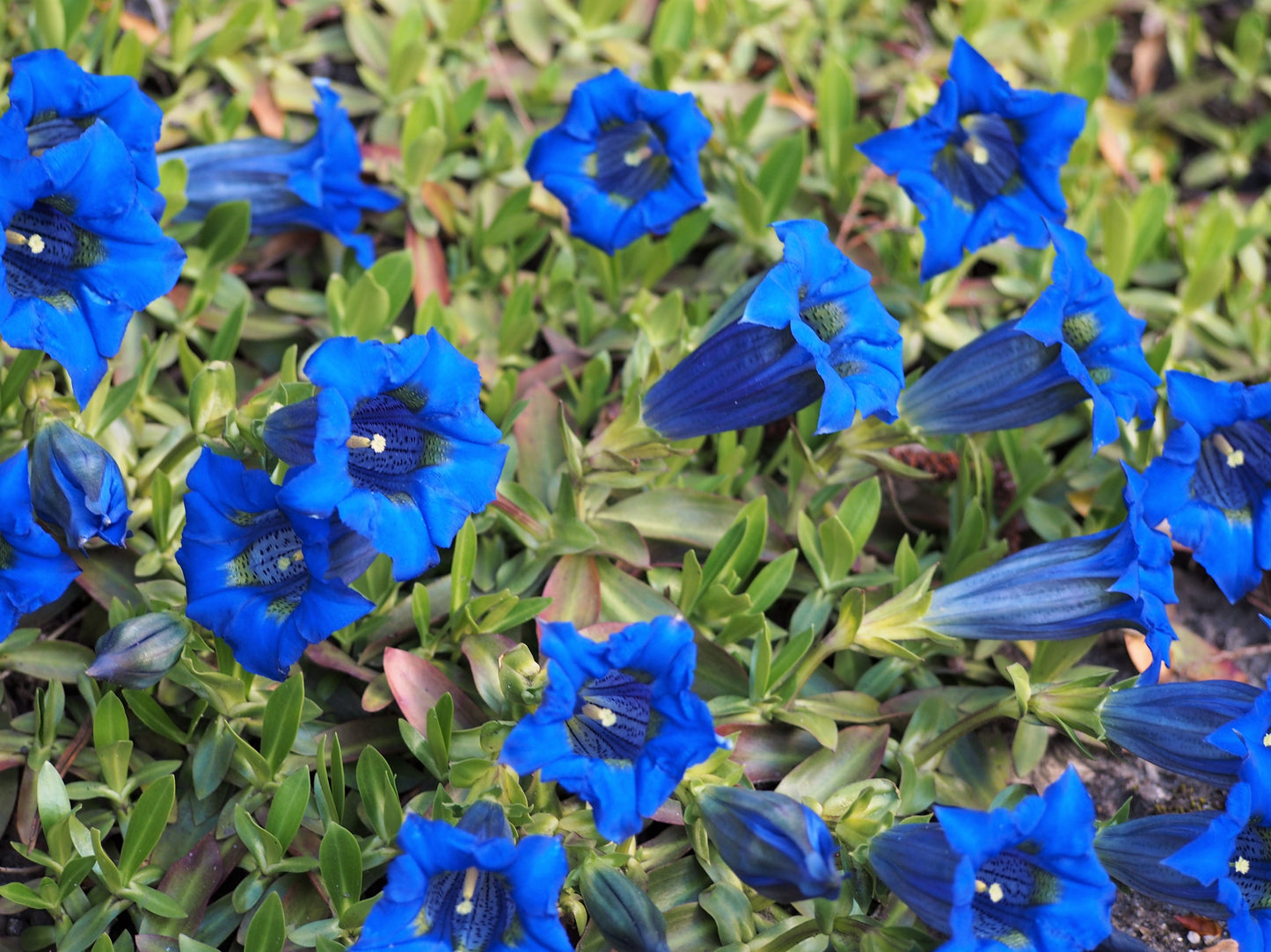 Gentian Root