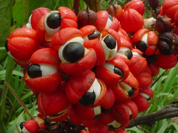 Guarana Seed