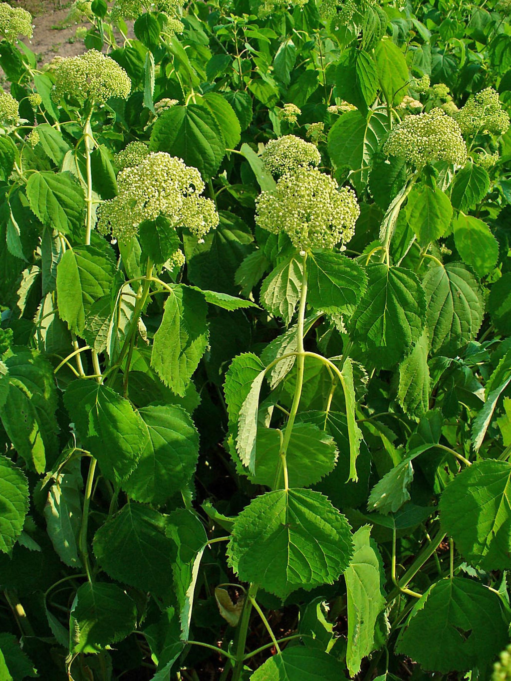 Hydrangea Root External Use HYDRANGEA ROOT – SacredRootz