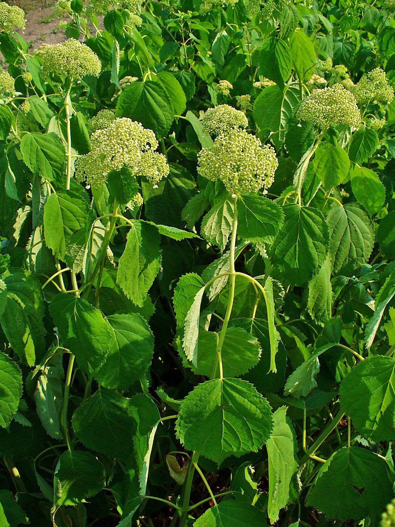 HYDRANGEA ROOT