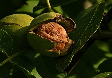 Black Walnut