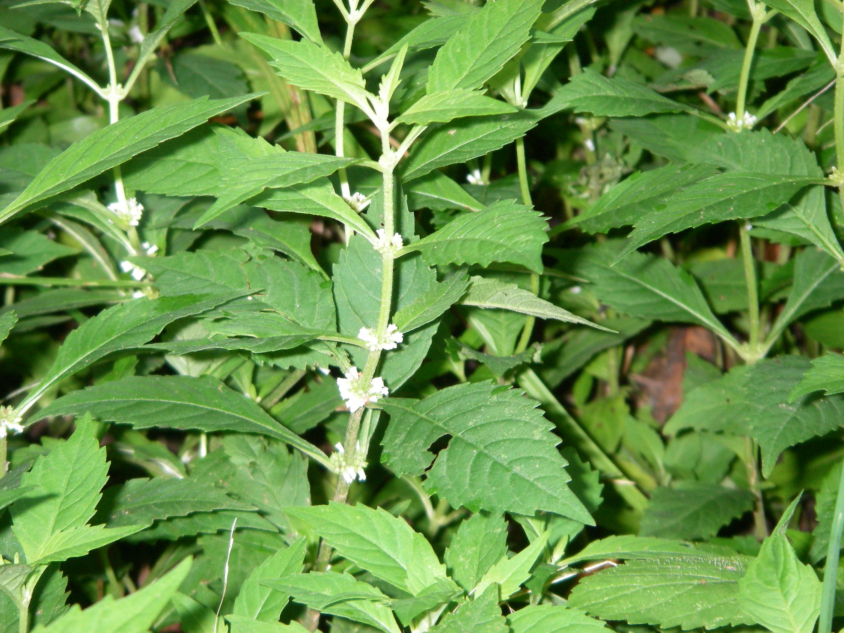Bugleweed