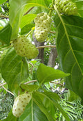 Noni Root
