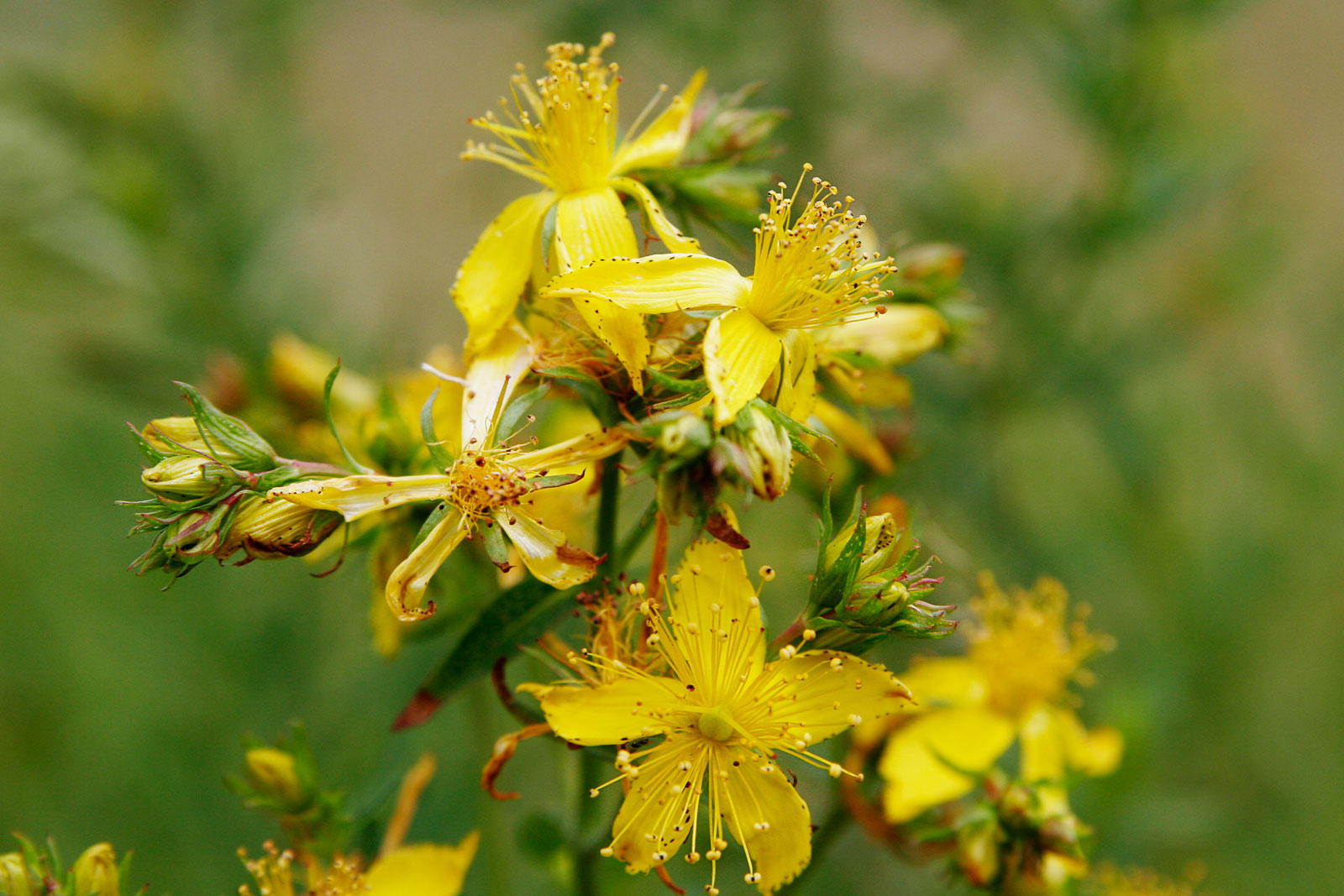 St. John Wort
