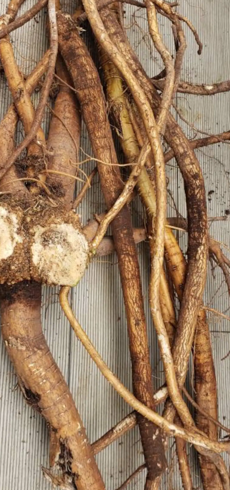 POKE ROOT OIL /Infused with Jamaican black castor oil